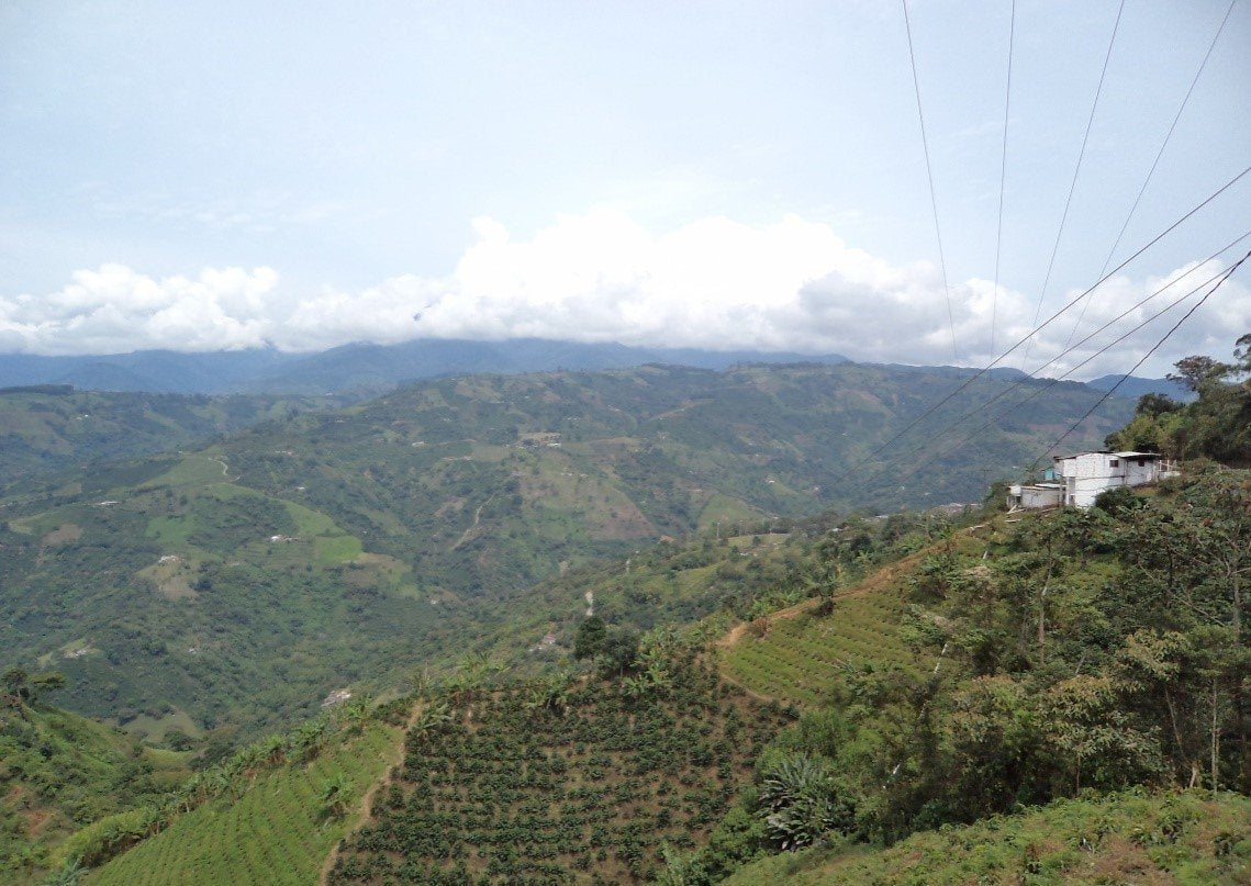 Unroasted Green Coffee Beans- Farm El Nivel
