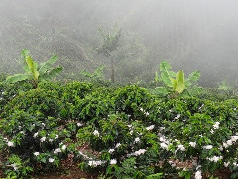 Unroasted Green Coffee - Farm Primavera