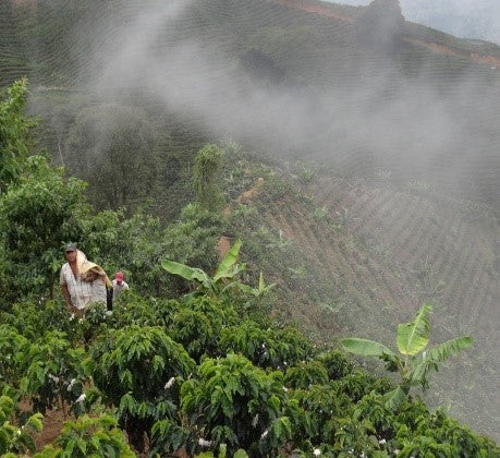 Unroasted Green Coffee - Farm Primavera