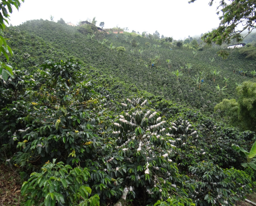 Unroasted Green Coffee - Farm Primavera