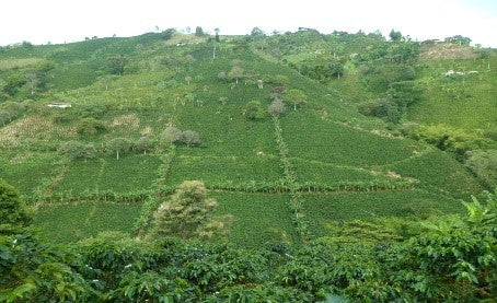 Unroasted Green Coffee - Farm Esmeralda