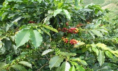 Unroasted Green Coffee - Farm La Betulia