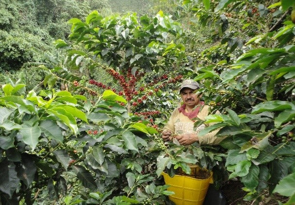 Unroasted Green Coffee Beans- Farm Santa Helena