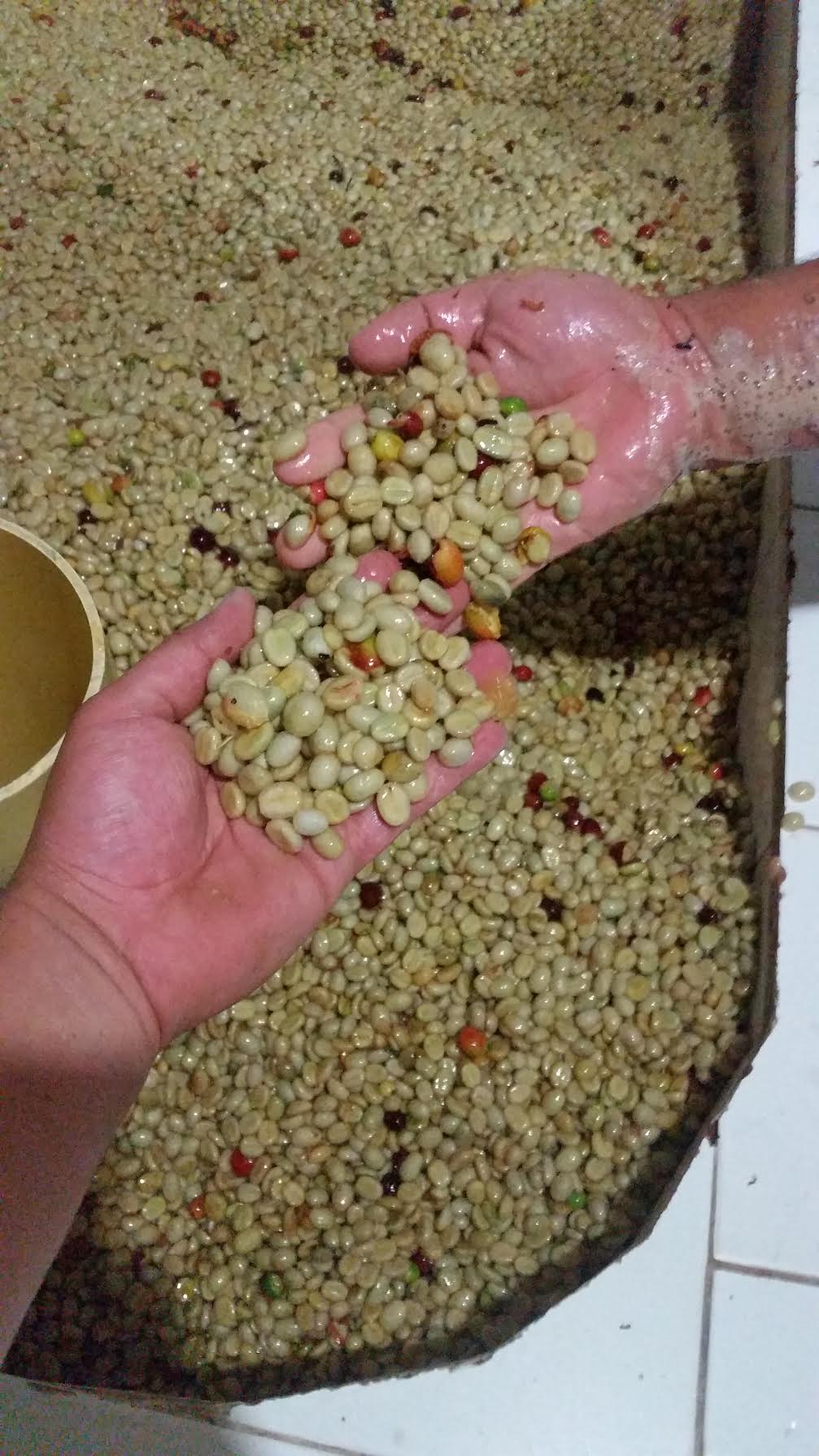 Unroasted Green Coffee - Farm Esmeralda